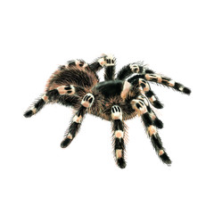 Isolated image of a tarantula. Brachypelma smithi. Illustration.