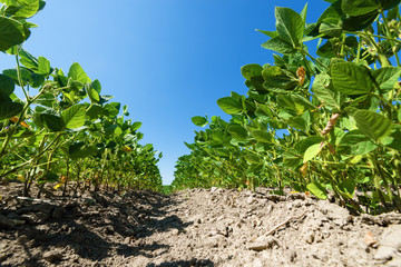 Green soybean field at summer