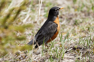 Merle d'Am&eacute;rique