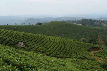 Fototapeta na wymiar Tea estates view Munnar, Kerala