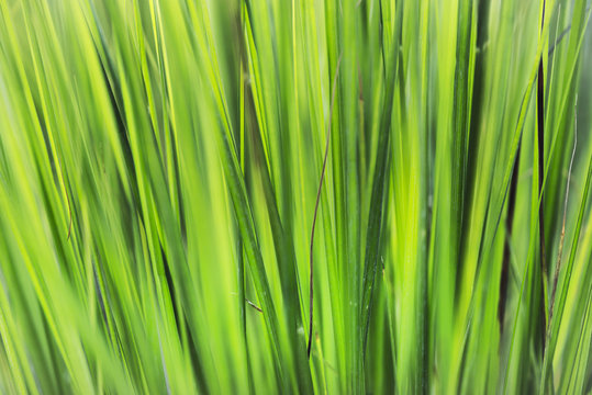 Close up view on long green grass leaves