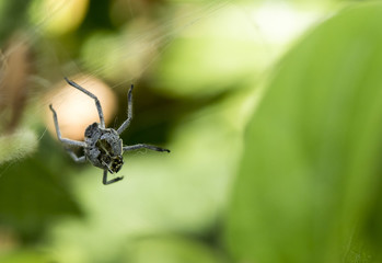 Spider