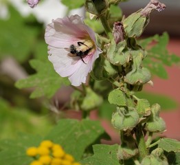 Blüten und Insekten