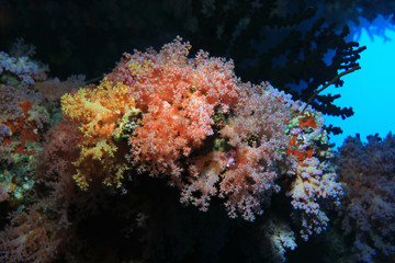 Plakat Beautiful coral reef