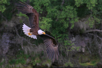 Bald Eagle preying for salmon