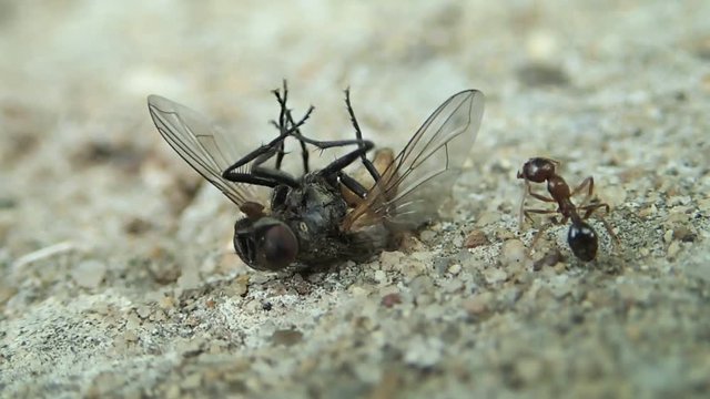 Ant trying to move an almost dead fly