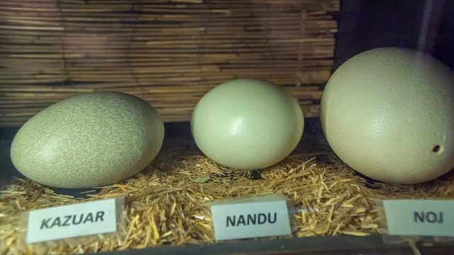 Eggs of different sizes and the animals haven't been hatched yet. The names of the animals are displayed in front of eggs. 