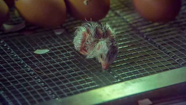 A small chick has just hatched and it is lying on a net. There are eggs in the background. 