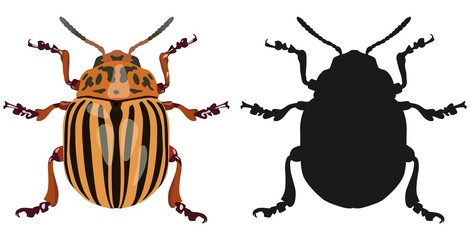 Color image of Colorado beetle and its silhouette. Vector illustration.
