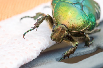 Schillernder Rosenkäfer, Nahaufnahme