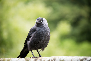 Jackdaw