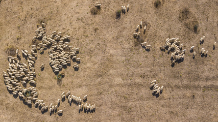 Fototapeta na wymiar Vista aerea di un gregge di pecore e capre (Ovis aries) al pascolo in una campagna. Gli ovini sono sparse o in gruppo e tutte intente a mangiare. Ogni tanto spunta qualche albero o cespuglio verde.