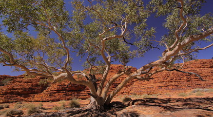 Kings Canyon NP in Australien