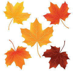 Set of fallen autumn leaves