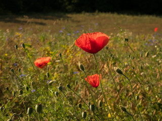Naklejka premium poppy flowers in the grass