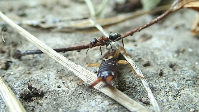 Ant trying to carry an earwig 