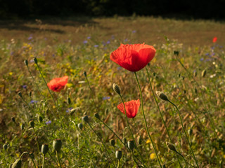 poppy flowers in the grass