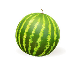 Watermelon realistic vector illustration. Watermelon on a white background.