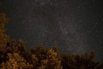 milky way at night - sky and tree at night