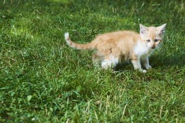 Naklejka na ściany i meble A little cute red kitten playing in the green grass