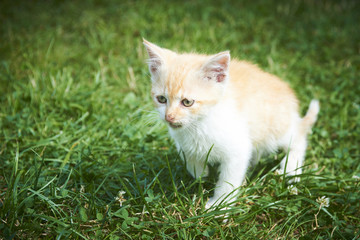 Naklejka na ściany i meble A little cute red kitten cat playing in the green grass