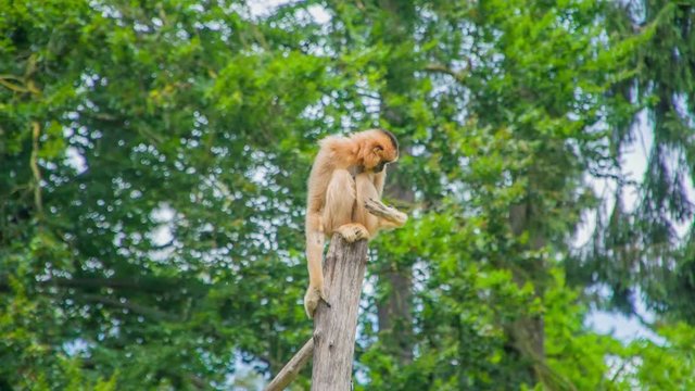 An orange monkey with very long arms in sitting on the top of a branch and it is looking down and observing the visitors. 