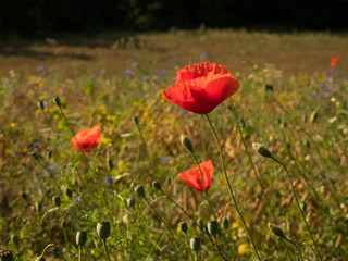 poppy flowers in the grass