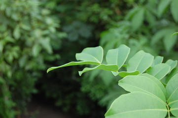 leaves