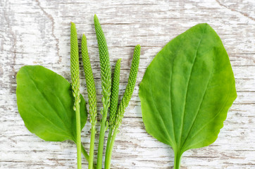 Fresh greater plantain (psyllium) leaves and spikes flowers on the white shabby wooden background. Herbarium, herbal medicine and botany concept. Top view, copy space. © kazmulka
