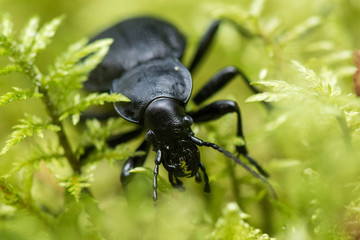 Sphodrus leosoftnmus beetle creeps through the forest