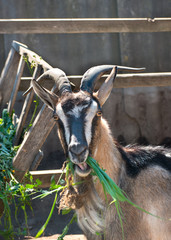 Beautiful goat chews grass on the farm closeup