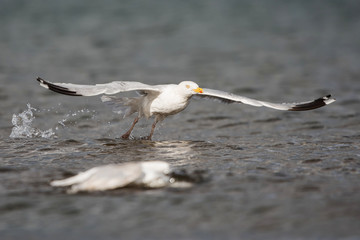 Herring Gull, Sea Gull, Gulls