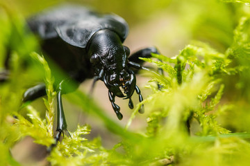 Sphodrus leosoftnmus beetle creeps through the forest
