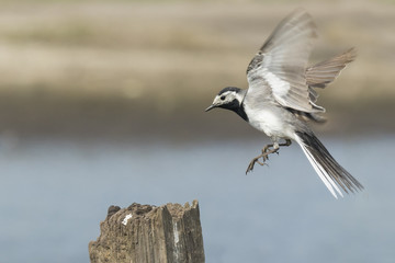 Closeup of a White Wagtail bird in flight