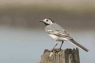 Closeup of a White Wagtail bird Motacilla alba