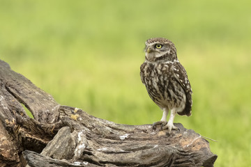 Closeup portrait Little owl, Athene noctua, perched while hunting