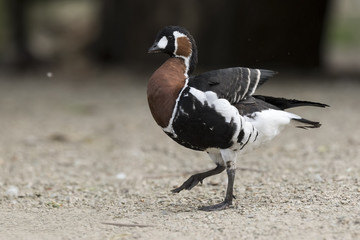 Red-breasted goose (Branta ruficollis)