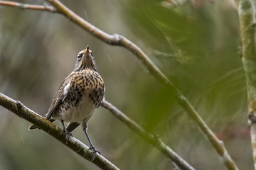 Fieldfare bird, Turdus pilaris, eating berries