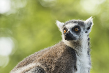 Ring-tailed lemur (Lemur catta) © Sander Meertins
