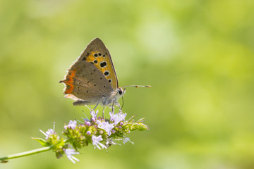 Small or common copper butterfly lycaena phlaeas closeup