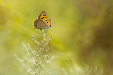 Small or common copper butterfly lycaena phlaeas closeup