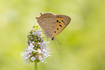 Small or common copper butterfly lycaena phlaeas closeup
