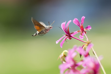 hummingbird hawk-moth Macroglossum stellatarum feeding on pink flowers