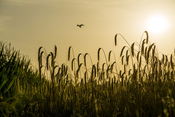 Weizen im Abendwind