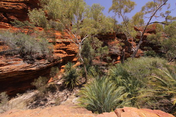 Garden of Eden in Kings Canyon NP in Australien