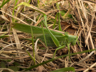 big green cricket grasshopper