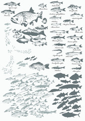 Obraz premium Fische, heimische Frischwasserfische, Fischschwarm