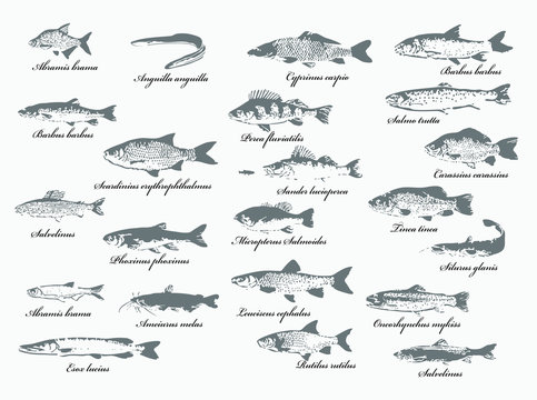 Fischlexikon, heimische Frischwasserfische