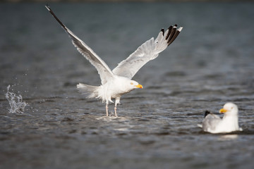 Herring Gull, Sea Gull, Gulls