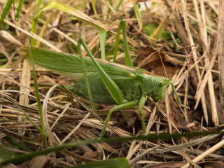 big green cricket grasshopper